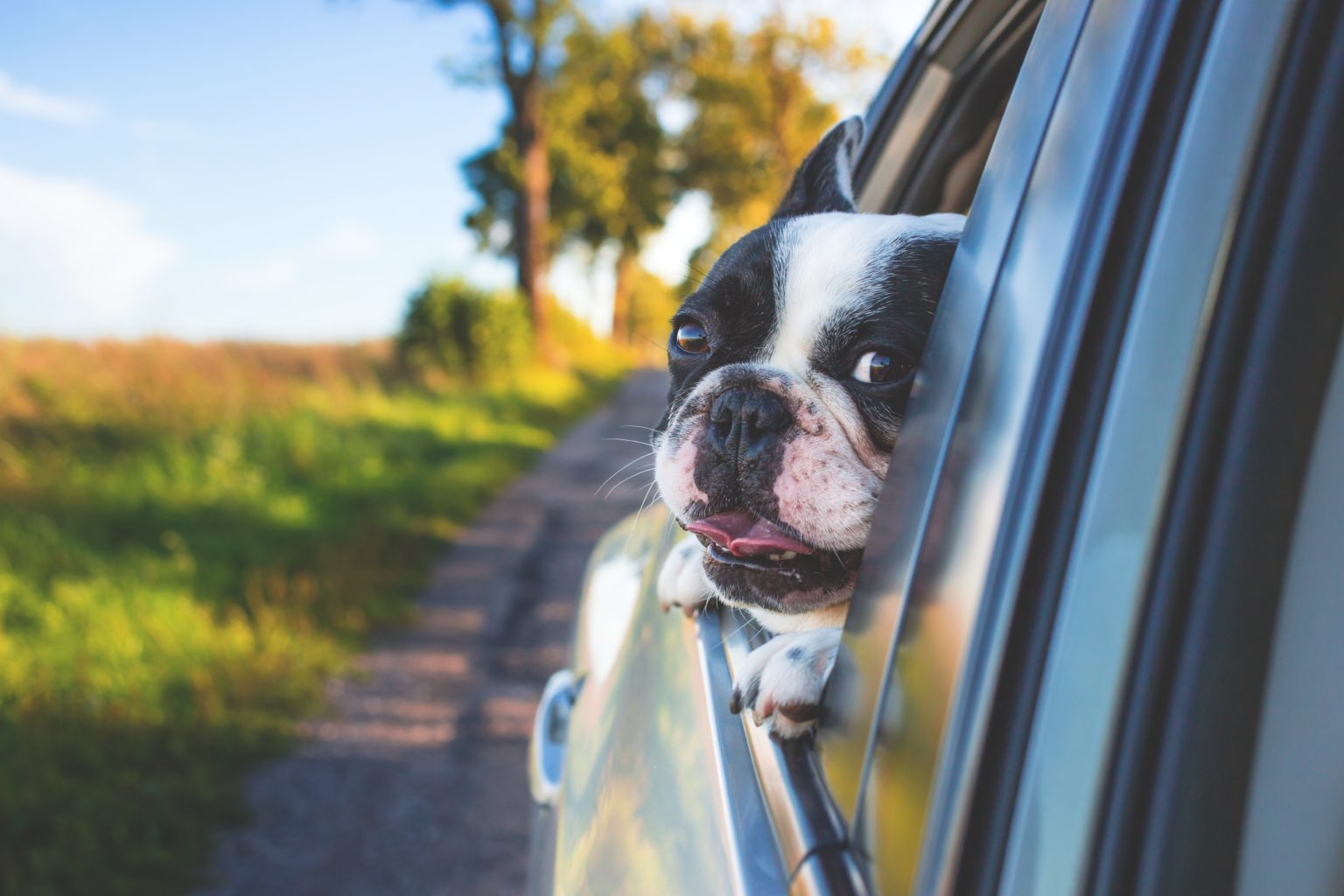 So gewöhnen Sie Ihren Hund ans Autofahren RidgiPad Blog